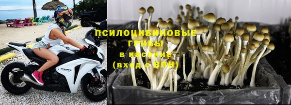 крисы Абаза